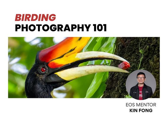 [KL] Birding Photography 101