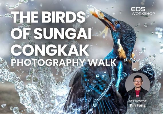 [KL] The Birds of Sungai Congkak - Photography Walk